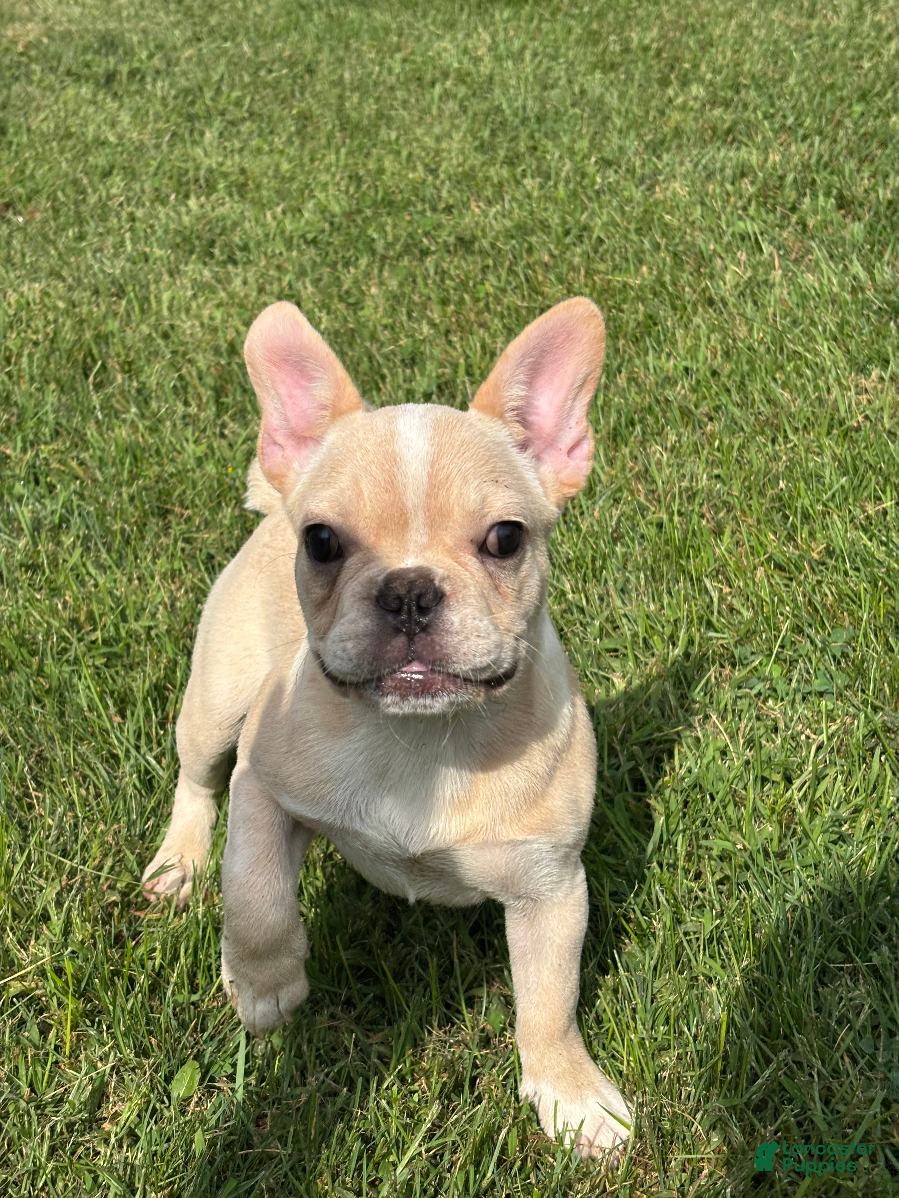 French Bulldog dogs Evan Financing Available - Ad 2
