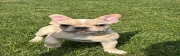 French Bulldog dogs for sale: Evan  - Ad 2