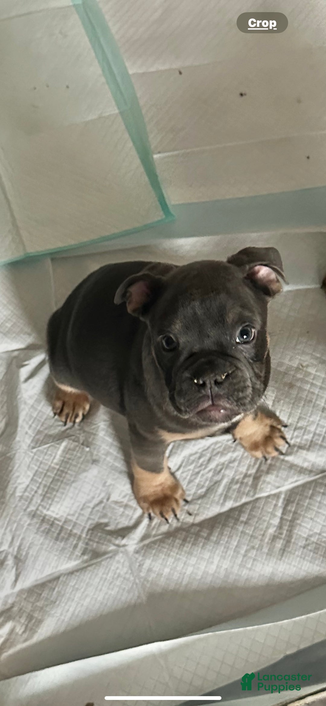 Mixed Breed dogs for sale: Mixed Breed Puppy 1 - Ad 1