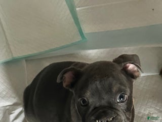 Mixed Breed dogs Mixed Breed Puppy 1 - Ad 4