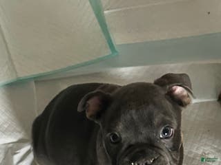 Mixed Breed dogs Mixed Breed Puppy 1 - Ad 27