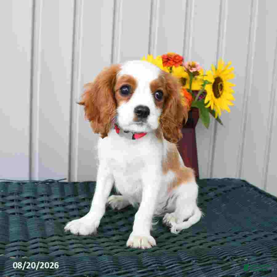 Cavalier King Charles Spaniel dogs Winston - Ad 2