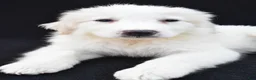 Great Pyrenees dogs for sale: Mary - Ad 6