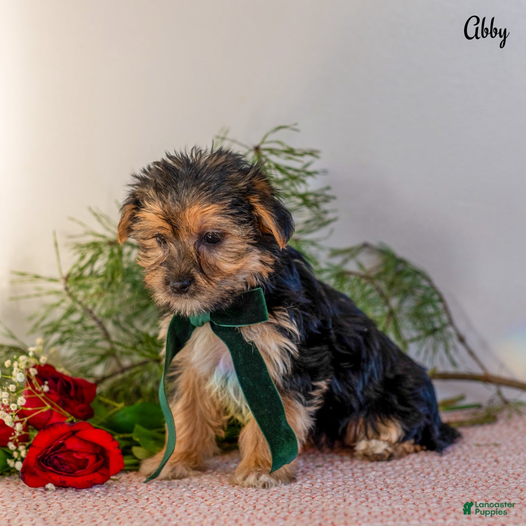 Morkie dogs for sale: Abby - Ad 4