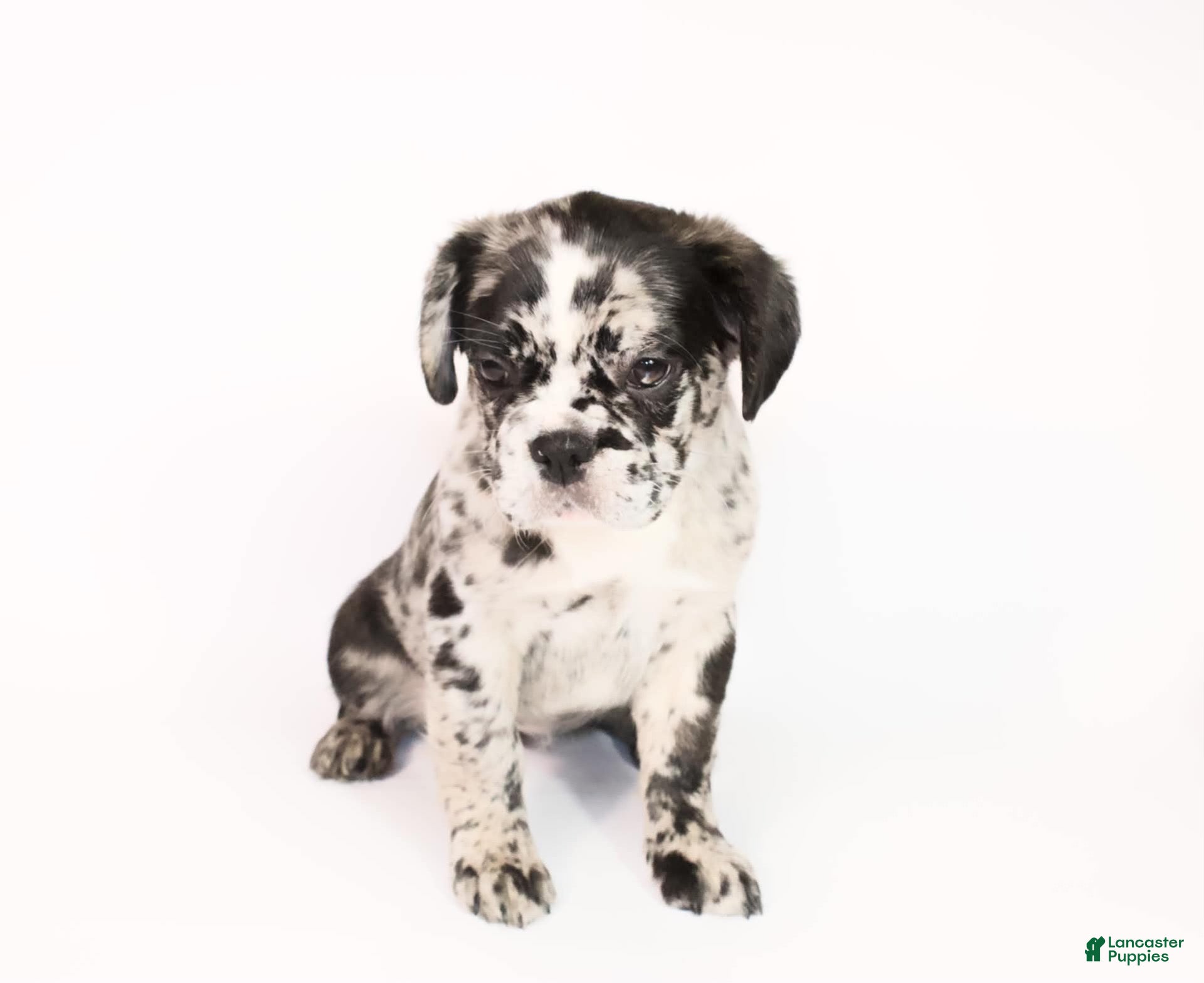 French Bulldog dogs for sale: Reema - Ad 20