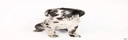 French Bulldog dogs for sale: Reema - Ad 1