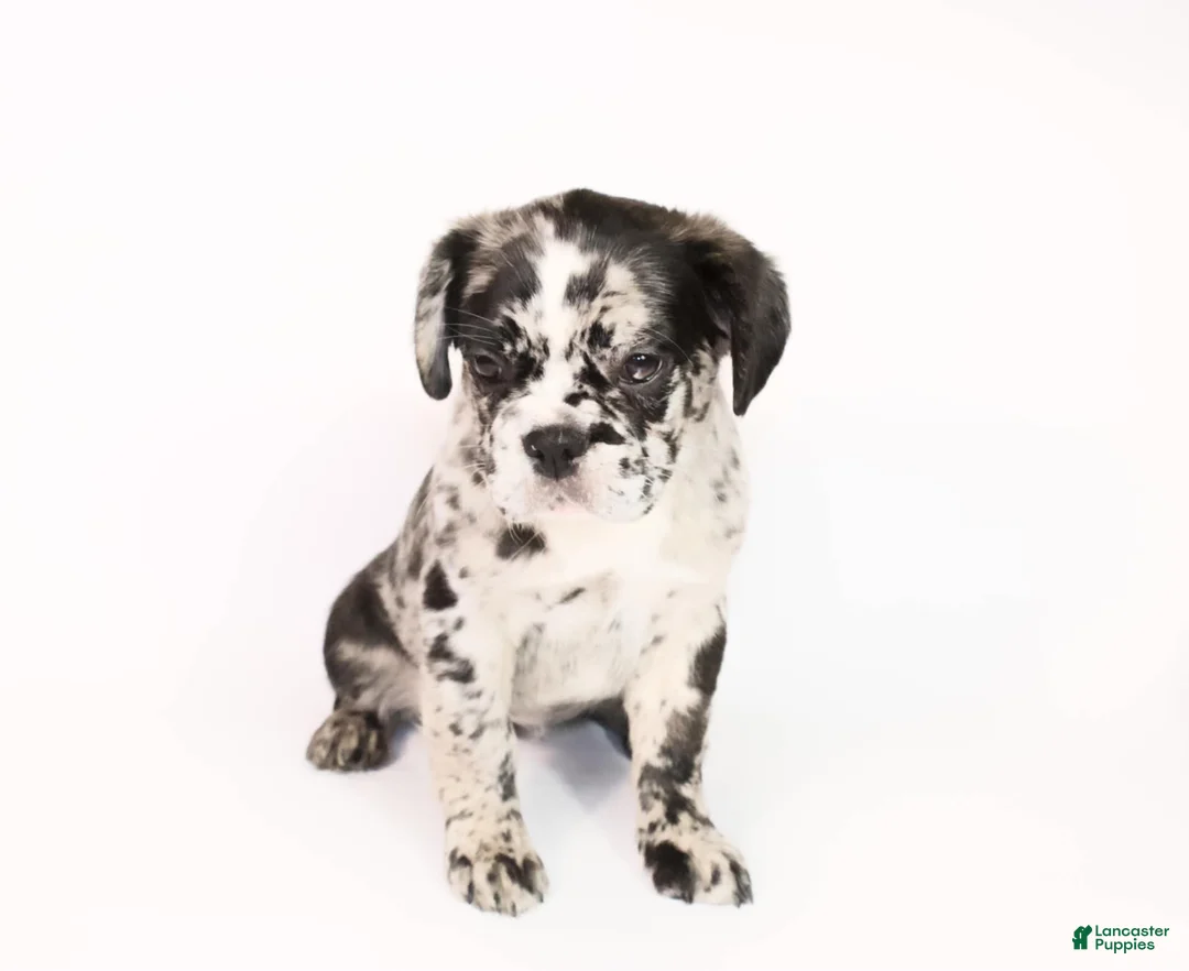 French Bulldog dogs for sale: Reema - Ad 1
