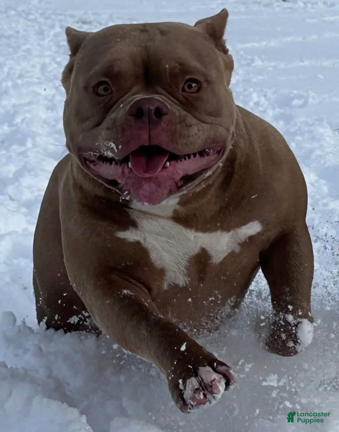 American Bully dogs for sale: Chocolate Rocket  - Ad 5