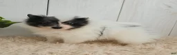 Pomeranian dogs for sale: Oreo - Ad 4