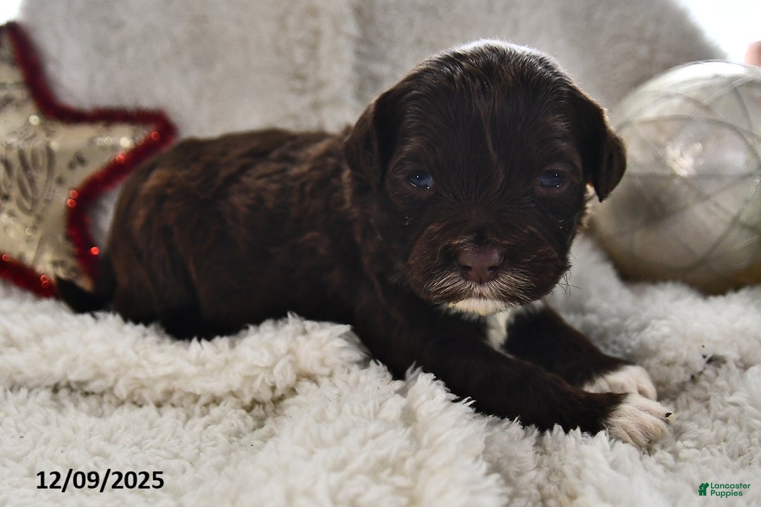 Portuguese Water Dog dogs for sale: Dime - Ad 2