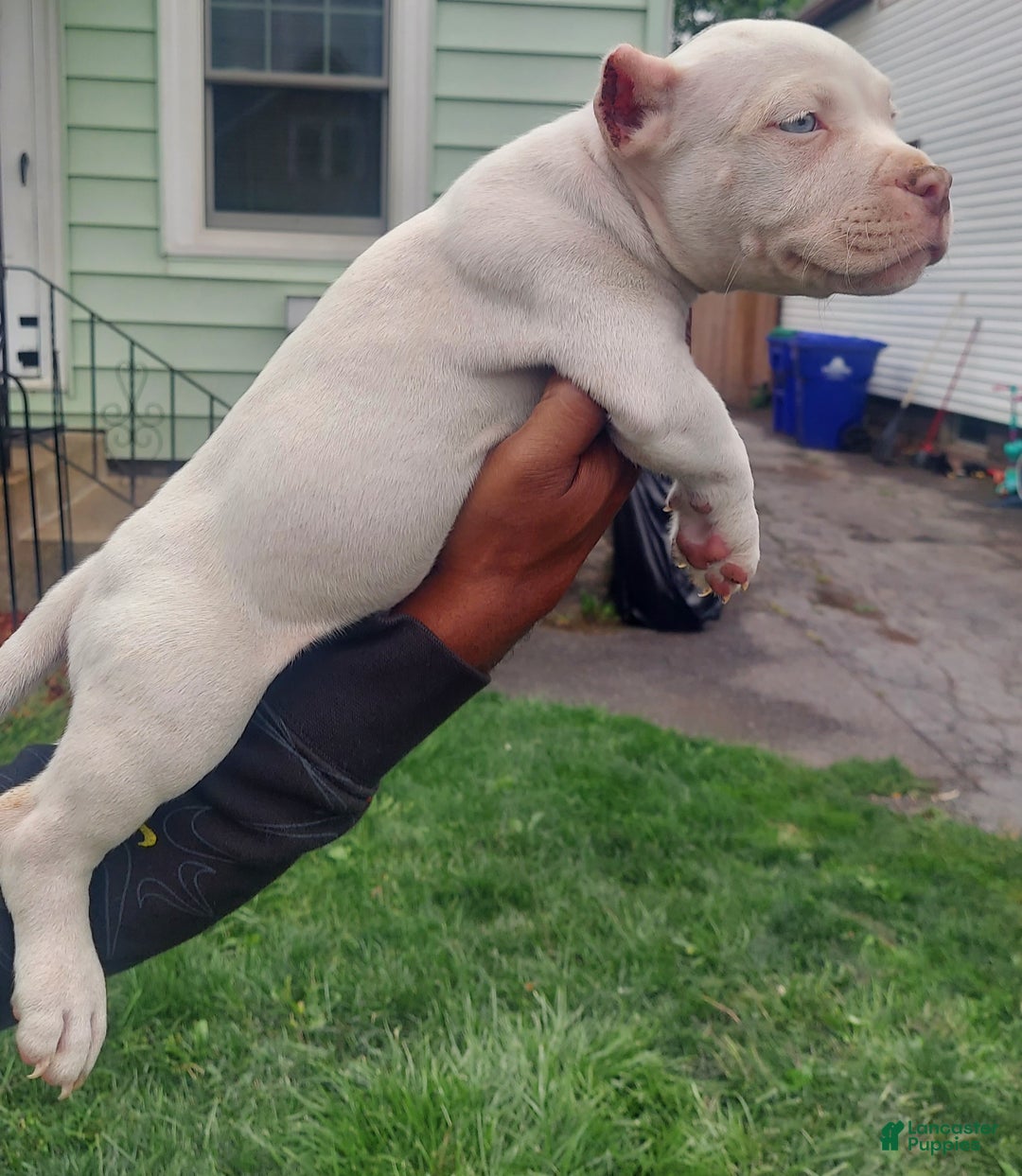 American Bully dogs for sale: American Bully Puppy 1 - Ad 5