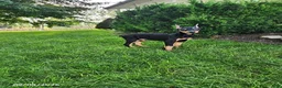 Doberman Pinscher dogs for sale: Kash - Ad 1