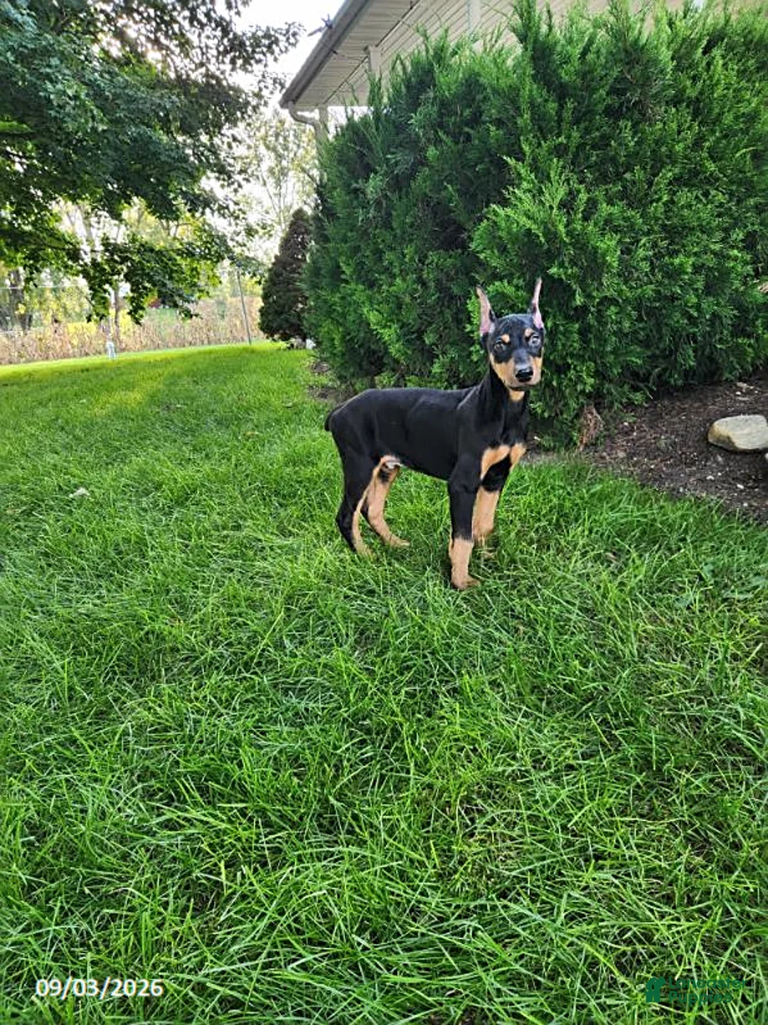 Doberman Pinscher dogs for sale: Kash - Ad 1