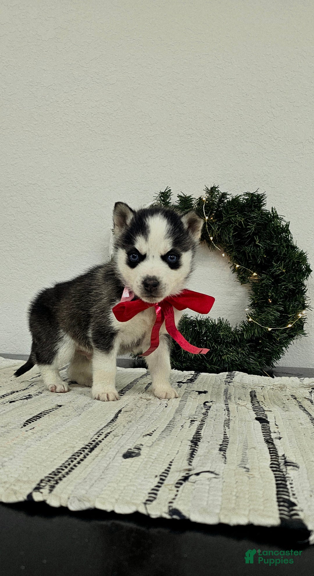 Siberian Husky dogs for sale: Archie - Ad 5