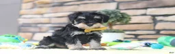 Miniature Schnauzer dogs for sale: Kevin - Ad 2
