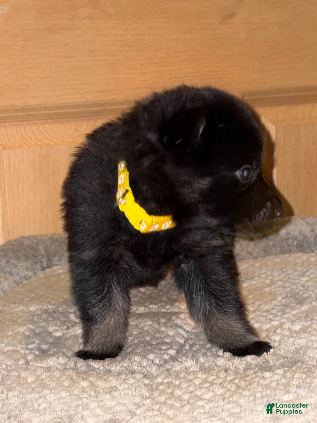 German Shepherd dogs for sale: Yellow Collar Female 12-30 - Ad 1