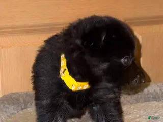 German Shepherd dogs Yellow Collar Female 12-30 - Ad 14