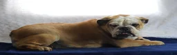 English Bulldog dogs for sale: Snuffie - Ad 4