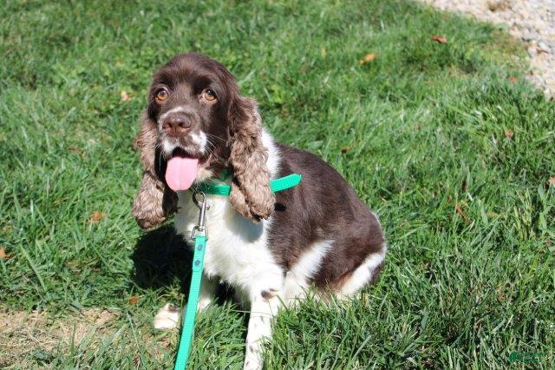 Cocker Spaniel dogs for sale: Jettson - Ad 8