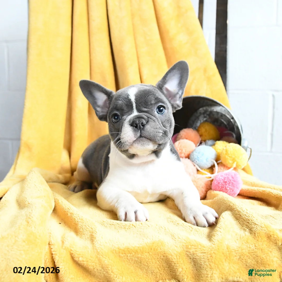 French Bulldog dogs for sale: Fifi - Ad 3