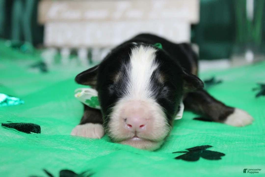 Bernese Mountain Dog dogs for sale: Brutus  - Ad 2