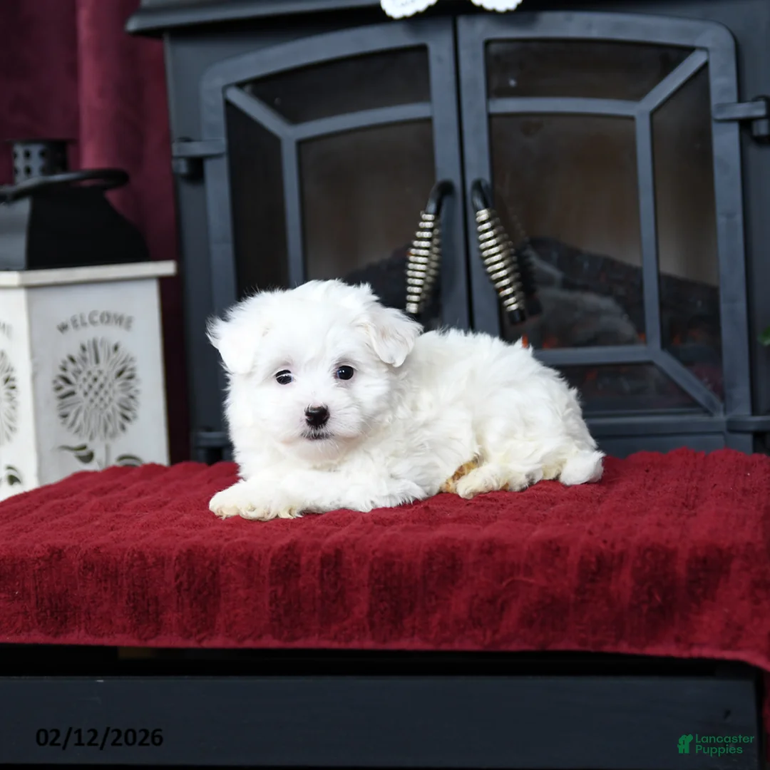 Maltipoo dogs for sale: Twila - Ad 3