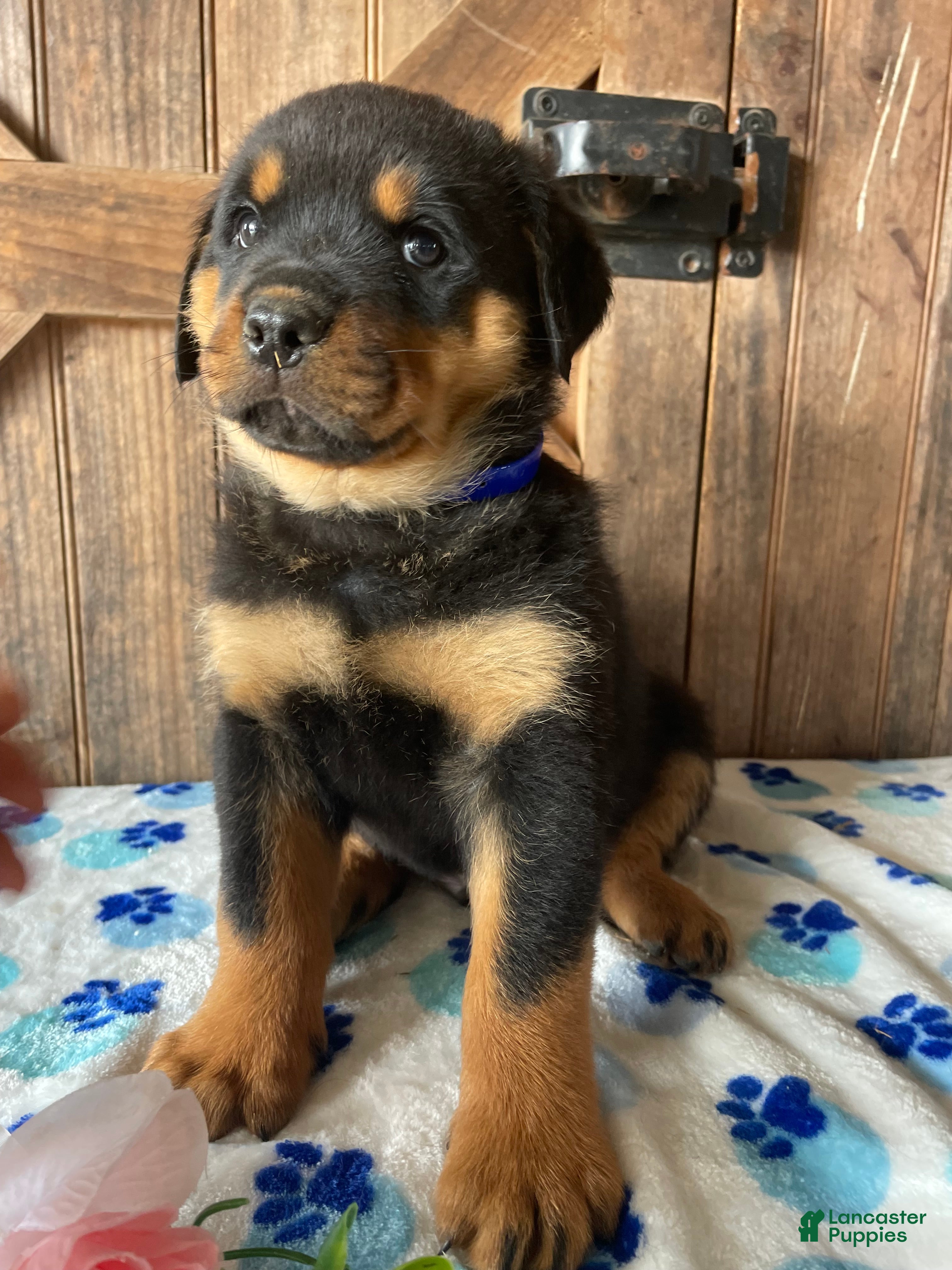 Rottweiler dogs Gatsby - Ad 3
