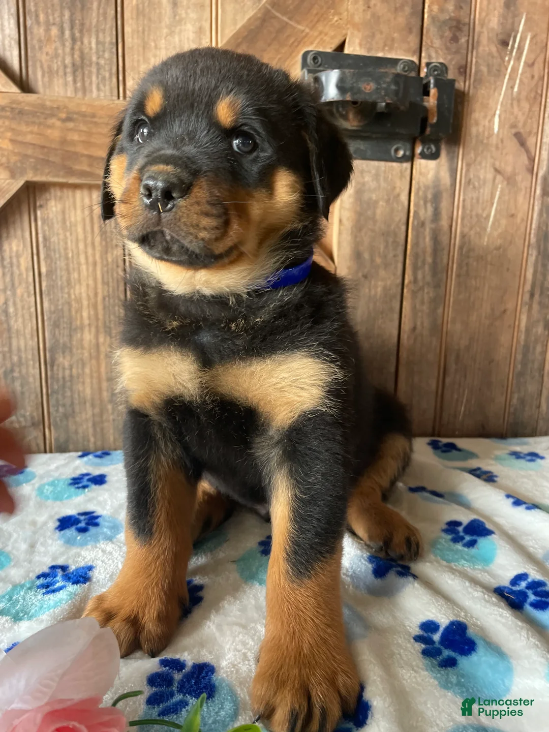 Rottweiler dogs for sale: Gatsby - Ad 1