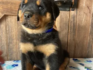 Rottweiler dogs Gatsby - Ad 3