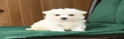 Westiepoo dogs for sale: Darla - Ad 2