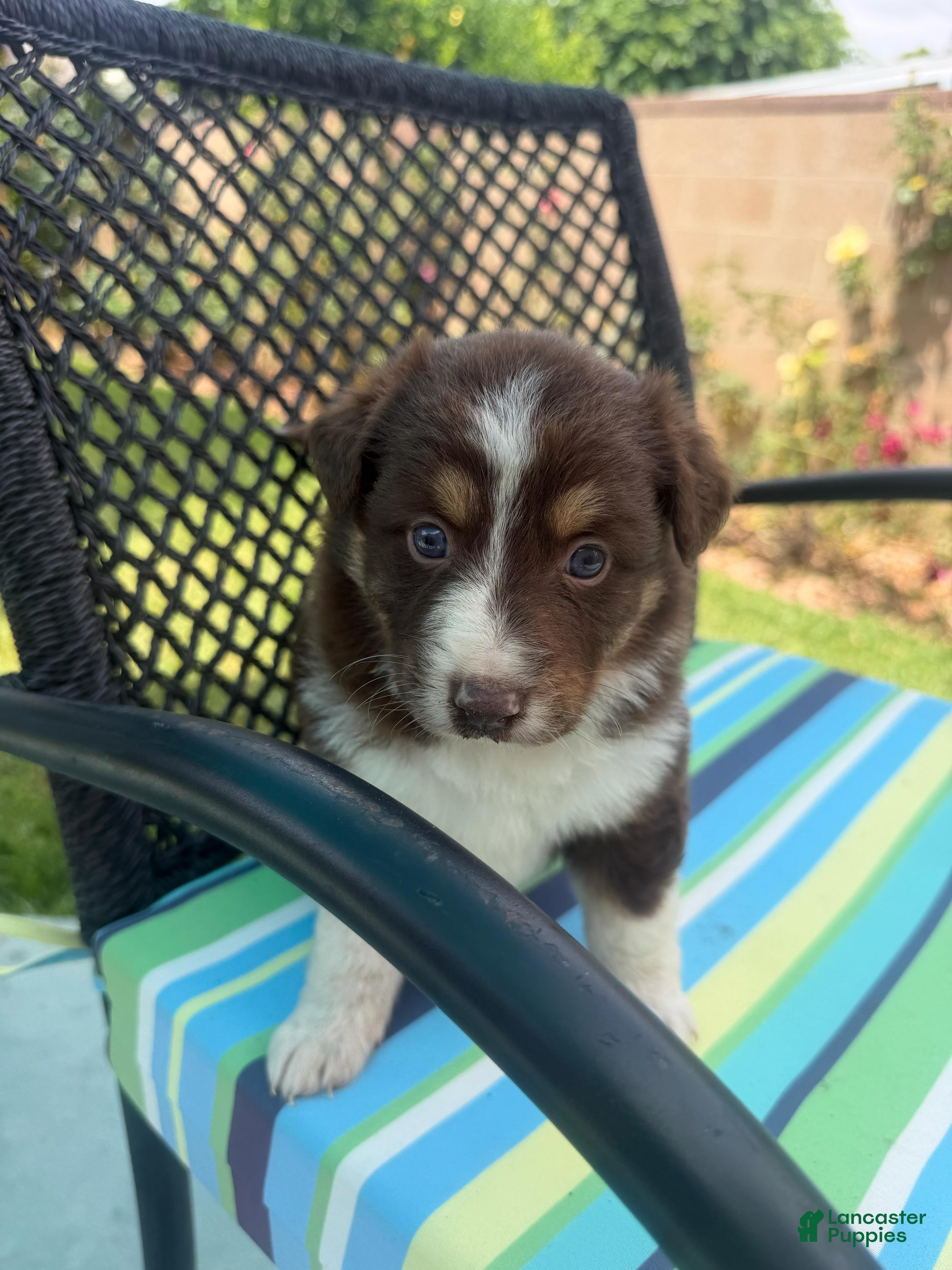Australian Shepherd dogs Australian Shepherd Puppy 5 - Ad 17