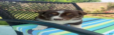 Australian Shepherd Puppy 5