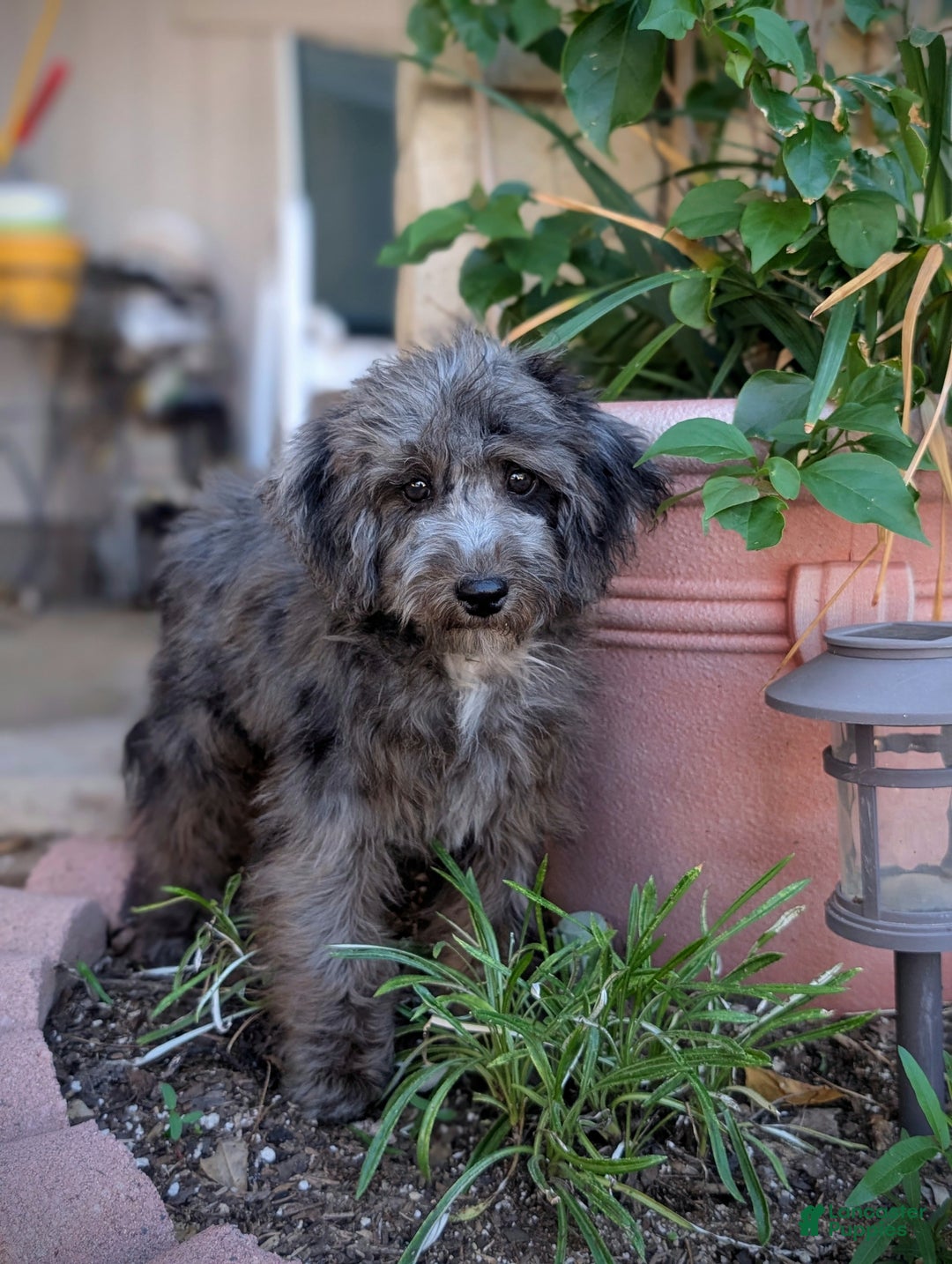 Miniature Poodle dogs for sale: Merlin - Ad 1