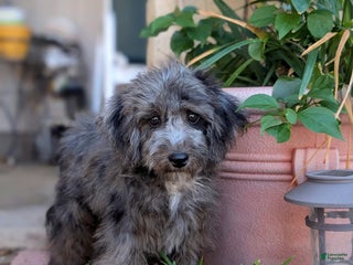 Miniature Poodle dogs Merlin - Ad 26