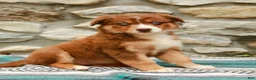 Australian Shepherd dogs for sale: Daisy - Ad 1
