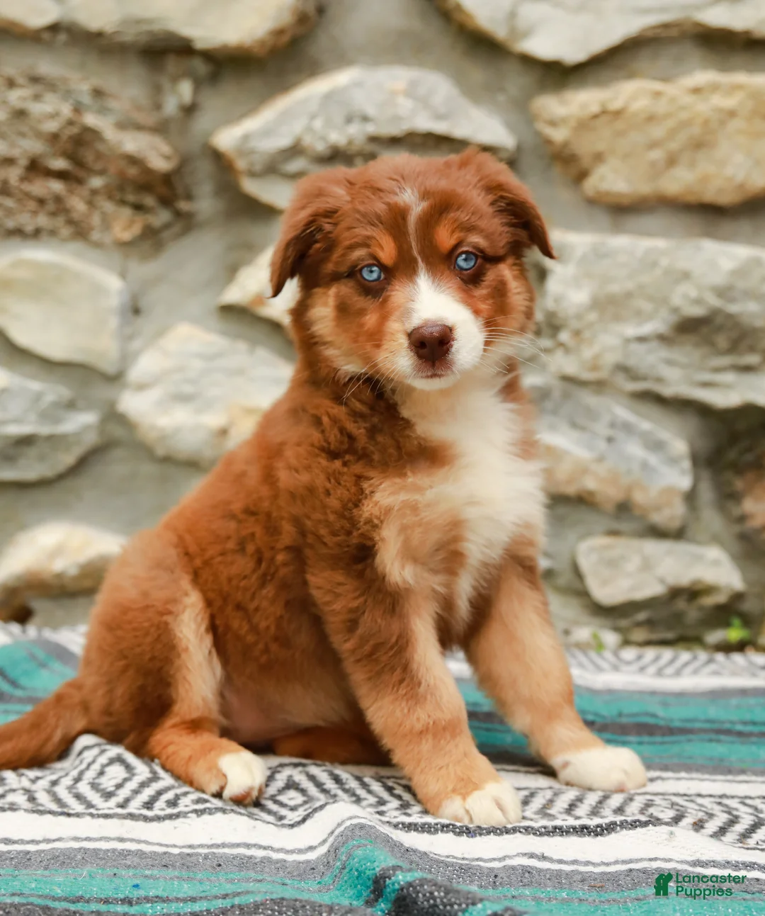 Australian Shepherd dogs for sale: Daisy - Ad 1