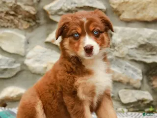 Australian Shepherd dogs for sale: Daisy - Ad 4