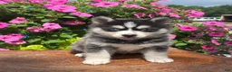 Pomsky dogs for sale: Sawyer - Ad 3