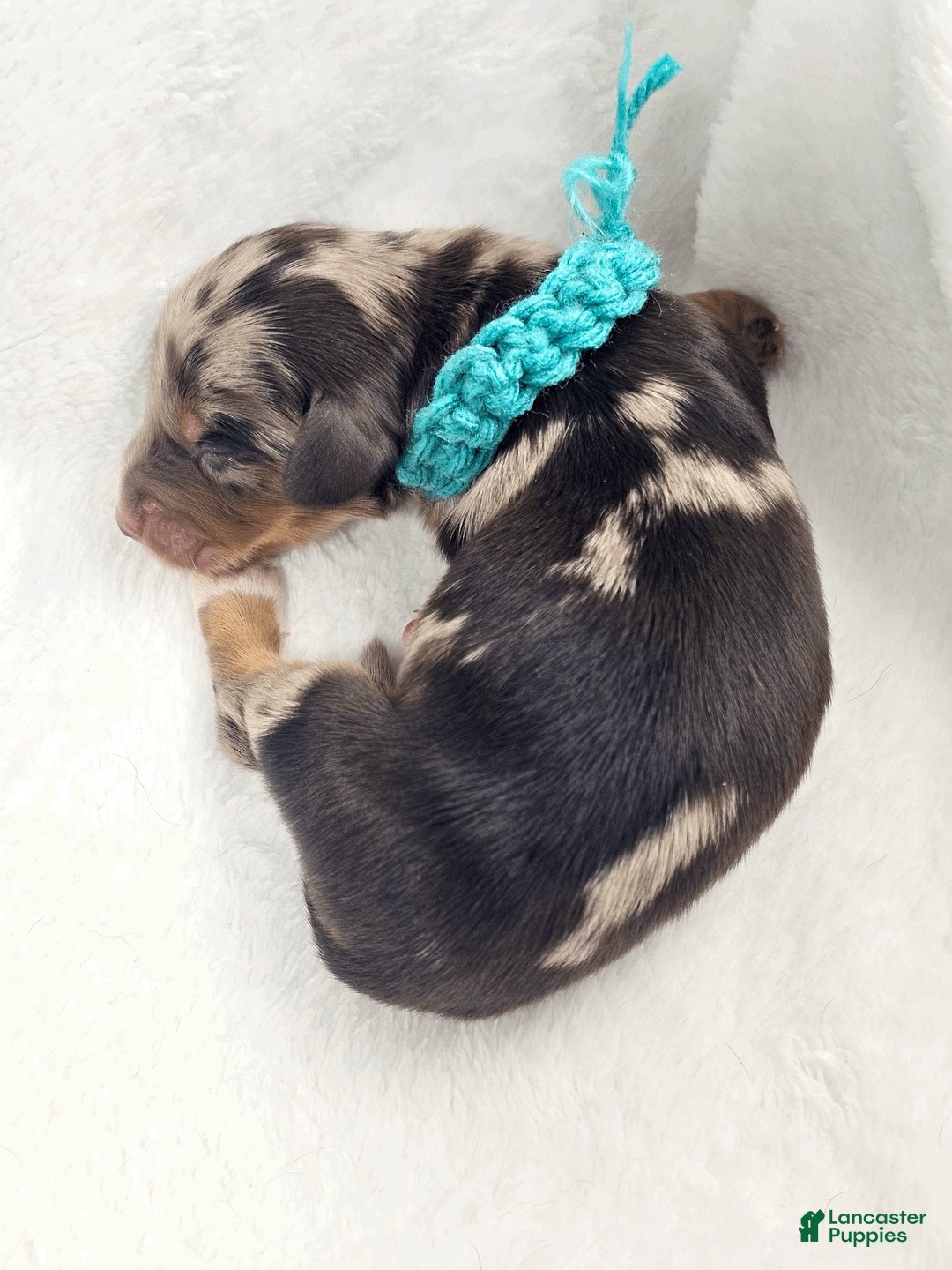 Miniature Dachshund dogs for sale: Tulip - Ad 2