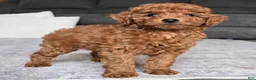 Miniature Poodle dogs for sale: Chloe - Ad 11