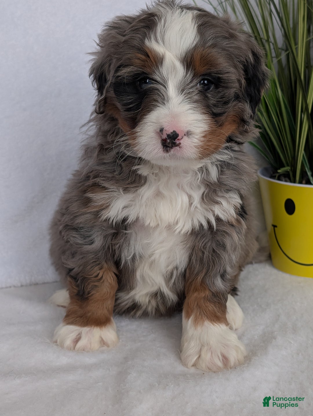 Mini Bernedoodle dogs for sale: Mini Nemo  - Ad 5