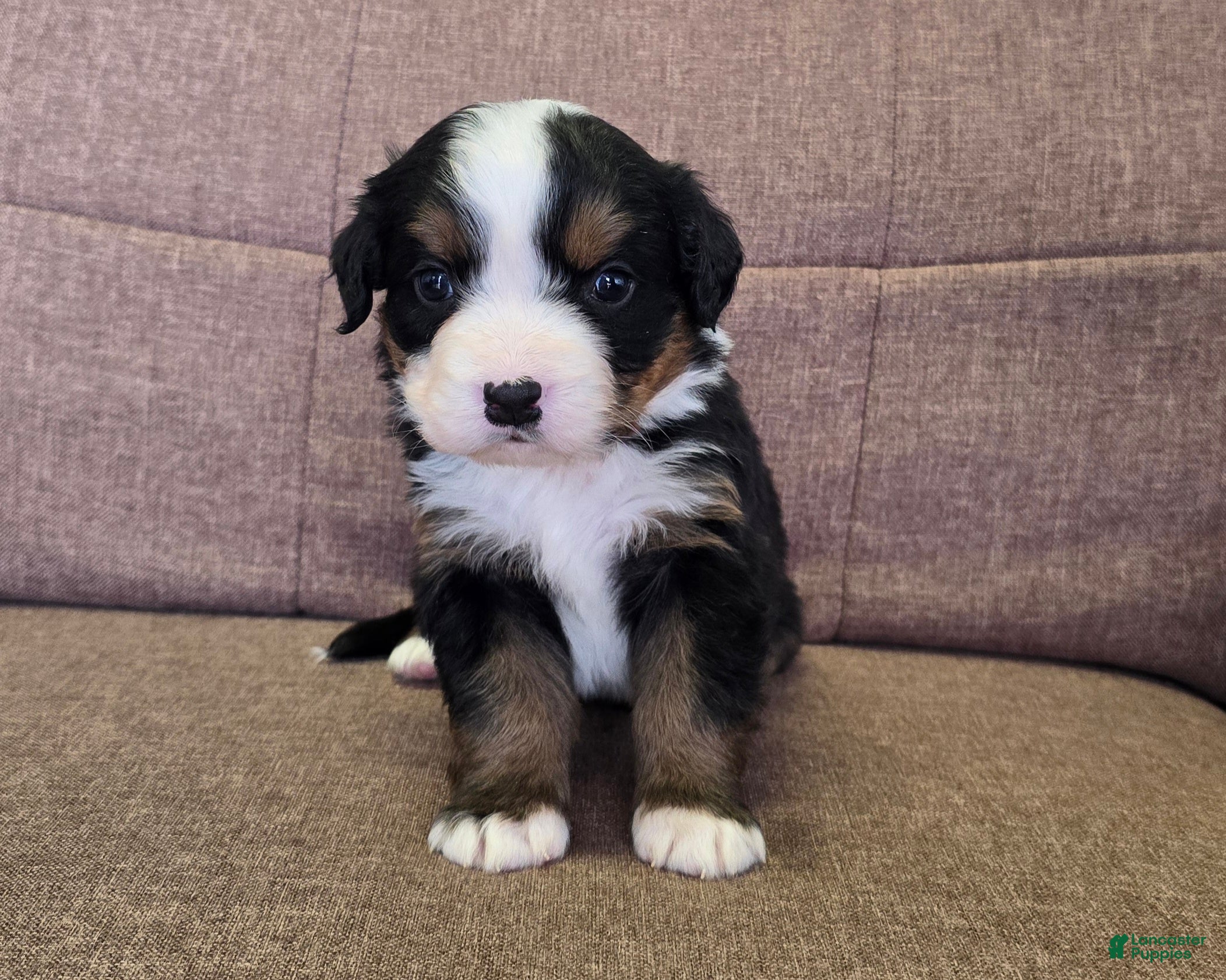 Miniature Bernese Mountain Dog dogs Bellini - Ad 1