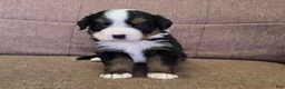 Miniature Bernese Mountain Dog dogs for sale: Tom Collins - Ad 25