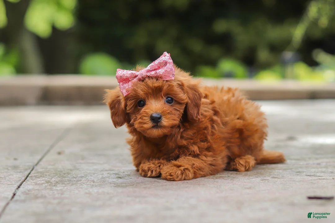 Maltipoo dogs for sale: Posie - Ad 2