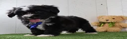 Teddy Bear dogs for sale: Micah - Ad 2