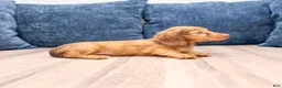 Miniature Dachshund dogs for sale: Felicia - Ad 4