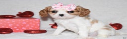 Cavalier King Charles Spaniel dogs for sale: Octavia  - Ad 5