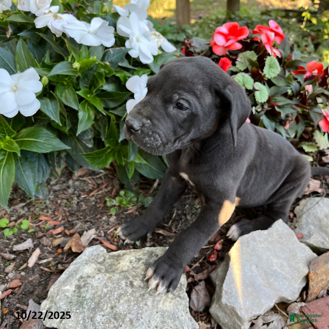 Great Dane dogs for sale: Tippy - Ad 9