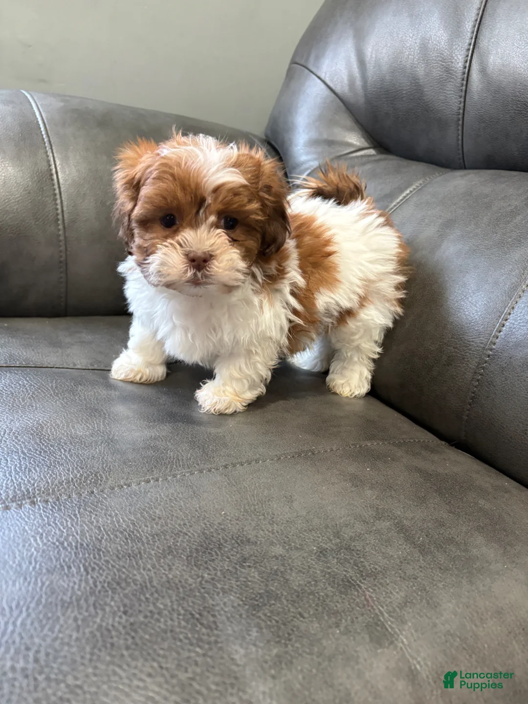 Teddy Bear dogs for sale: Teddy Bear  - Ad 2