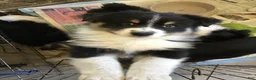 Australian Shepherd dogs for sale: Buster Australian shepherd  - Ad 3